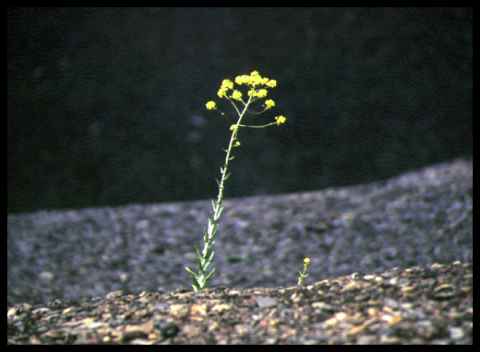 Haldenlandschaft bei Wimmelburg