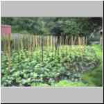 Ruhrgebiet-Herne: Bohnengarten inder Siedlung Bochum - G&uuml;nnigfeld