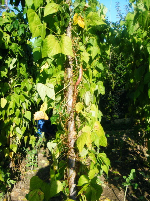 2008 bohnen