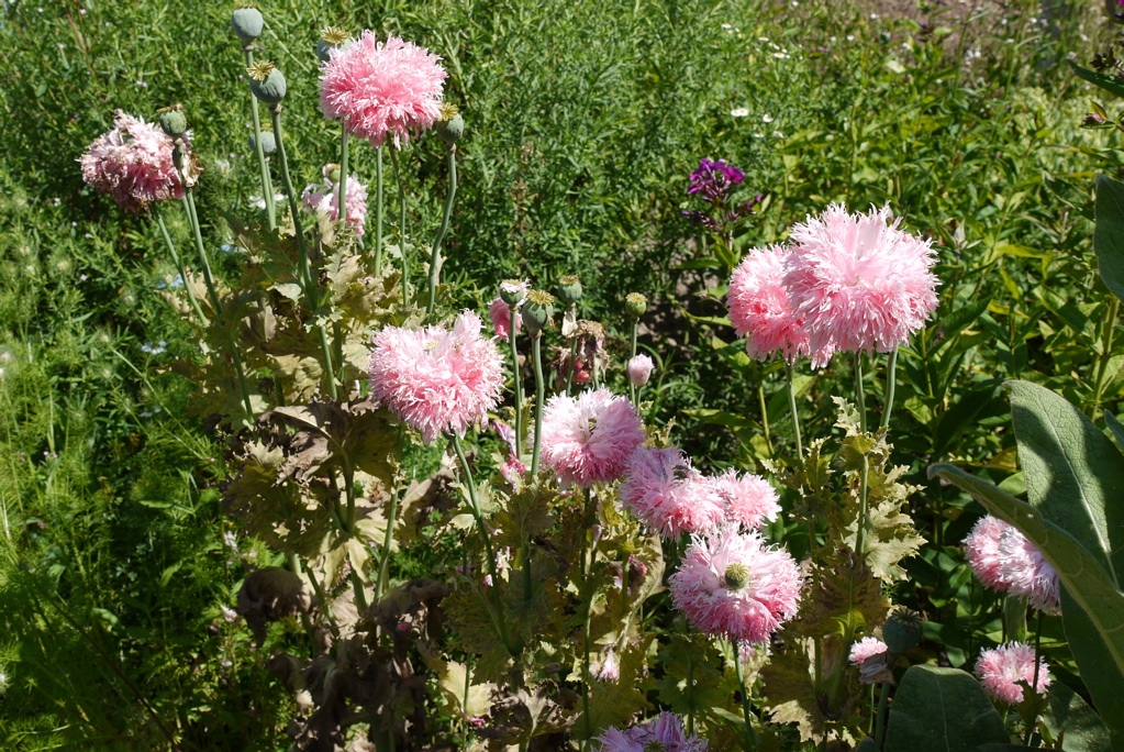 2010 camenhof mohnblumen
