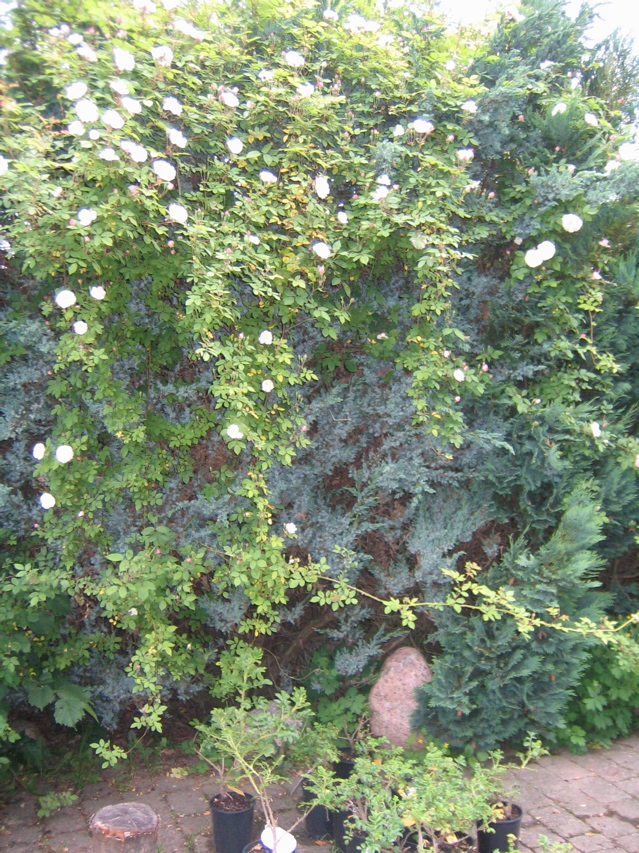 assinghausen rambler