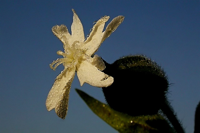 Taubenetzte Blüte