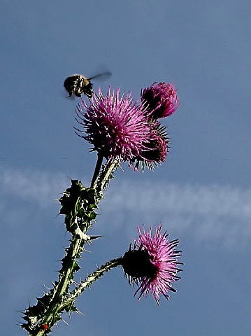 Attacke auf eine Distelblüte