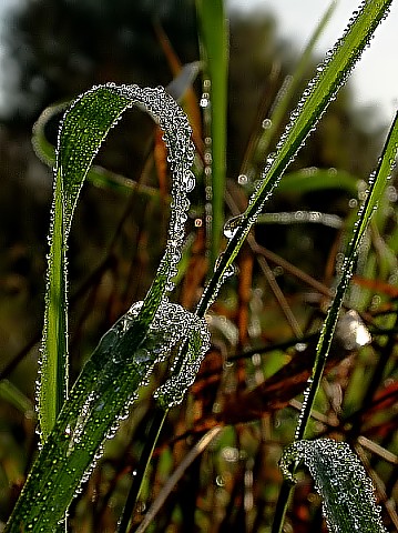 Taubenetztes Gras
