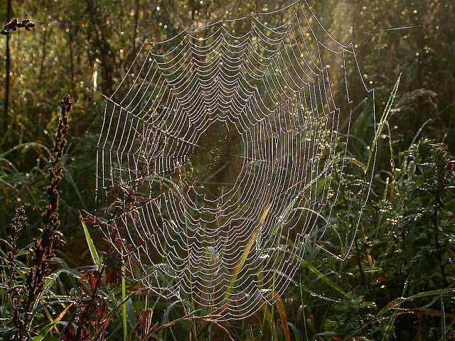 Spinnennetz