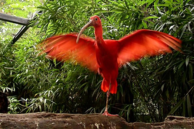 Ibis