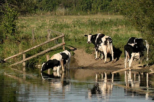 Kühe an der Lippe