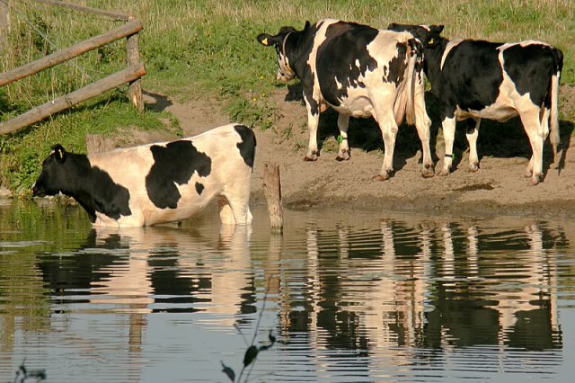 Kühe an der Lippe