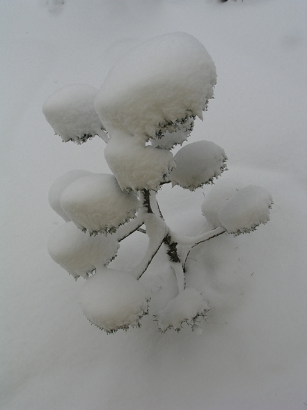 Garten-15