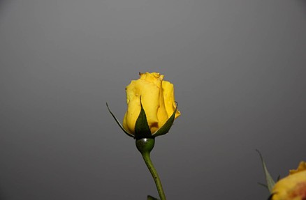 Rose_3