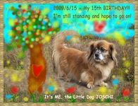 The 15th Birthday of my little dog JOSCHI © Ulrich Leive