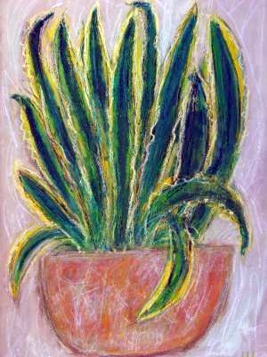 Agave americana - 2005 © Ulrich Leive